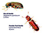Biscuit Beetles
