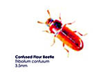 Confused Flour Beetles