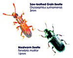 Saw Toothed Grain Beetle