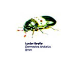 Larder Beetle