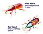 Grain Weevil