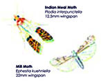 Indian Meal Moths