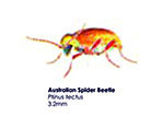 Australian Spider Beetle