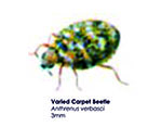 Varied Carpet Beetle