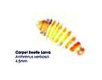 Carpet Beetle